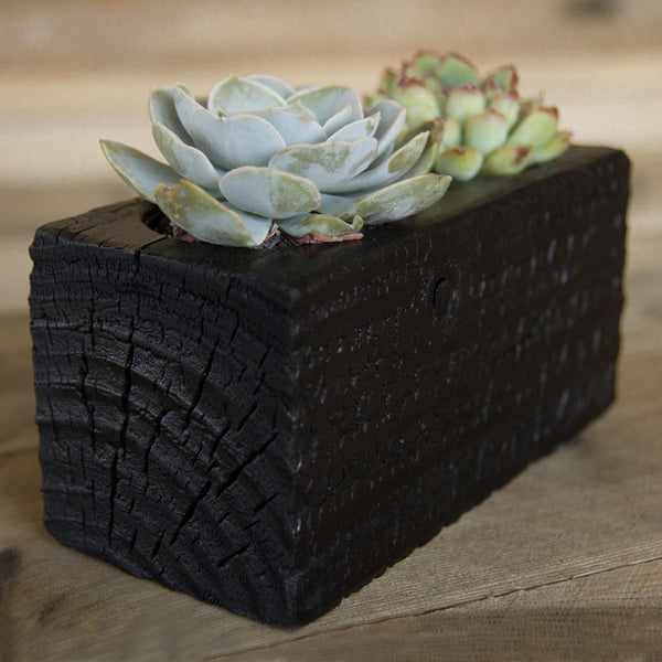 Double Succulent Wood Planter in Chaos