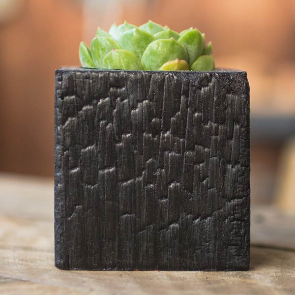 Single Succulent Wood Planter in Chaos
