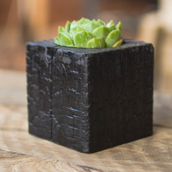Single Succulent Wood Planter in Chaos