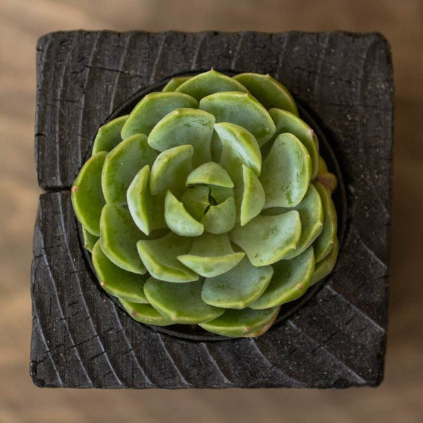 Single Succulent Wood Planter in Chaos