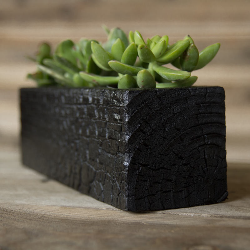 succulents in rectangular pot Triple Wood Succulent Planter in Chaos