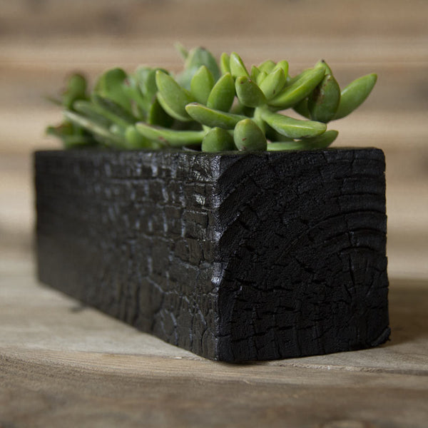 Triple Wood Succulent Planter in Chaos