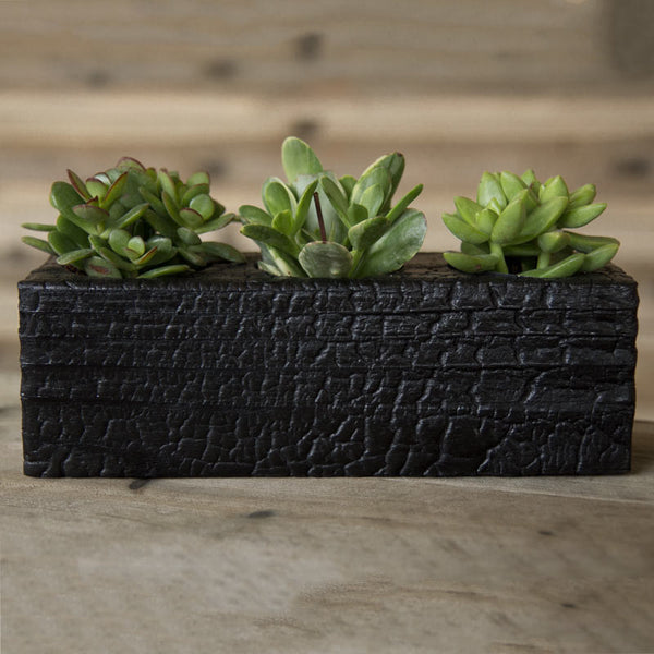 Triple Wood Succulent Planter in Chaos