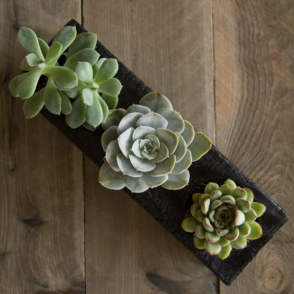 Triple Wood Succulent Planter in Chaos