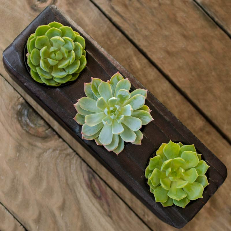 long succulent planter for table Triple Wood Succulent Planter in Flow