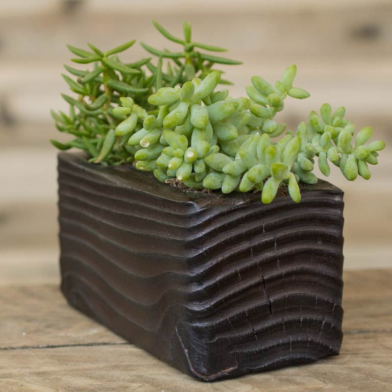 rectangle succulent planter Double Succulent Wood Planter in Flow
