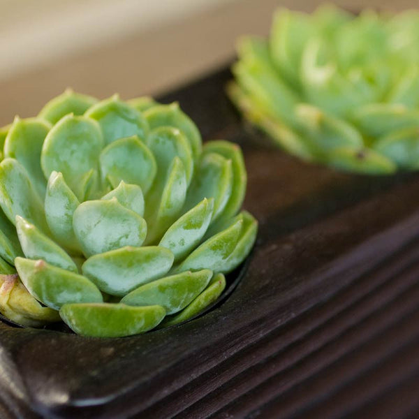 Double Succulent Wood Planter in Flow